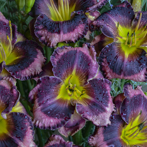 32 Pretty Fragrant Perennials Rainbow Rhythm Storm Shelter Daylily Hemerocallis #Perennials #FragrantPerennials #ScentedPerennials #Gardening #FragrantGarden #Landscape #Garden 