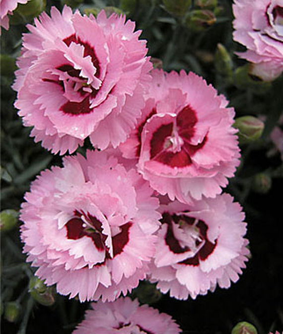 32 Pretty Fragrant Perennials Raspberry Surprise Dianthus #Perennials #FragrantPerennials #ScentedPerennials #Gardening #FragrantGarden #Landscape #Garden 