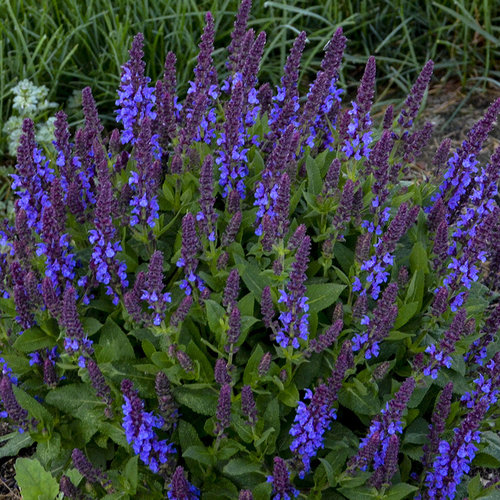 32 Pretty Fragrant Perennials Violet Profusion Salvia #Perennials #FragrantPerennials #ScentedPerennials #Gardening #FragrantGarden #Landscape #Garden 