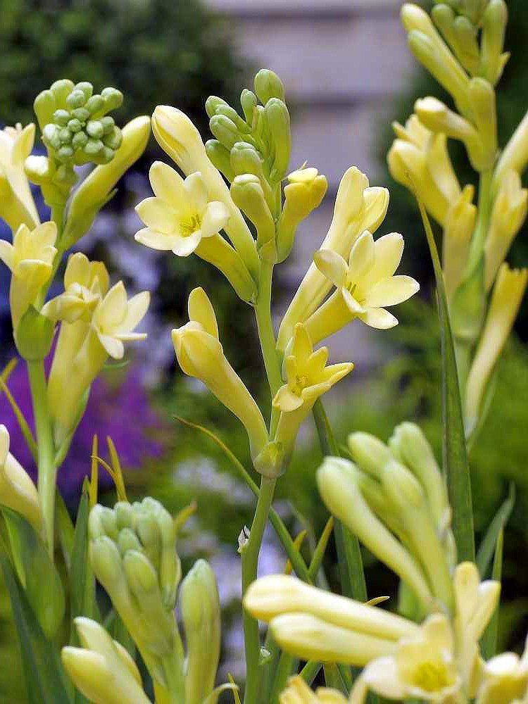 32 Pretty Fragrant Perennials Yellow Baby Tuberose Polianthus #Perennials #FragrantPerennials #ScentedPerennials #Gardening #FragrantGarden #Landscape #Garden 