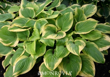 32 Pretty Fragrant Perennials Fragrant Bouquet Hosta #Perennials #Fragrant #FragrantPerennials #ScentedPerennials #Gardening #FragrantGarden #Landscape #Organic #Garden #Monrovia #Hosta #FragrantBouquetHosta #ShadeLoving