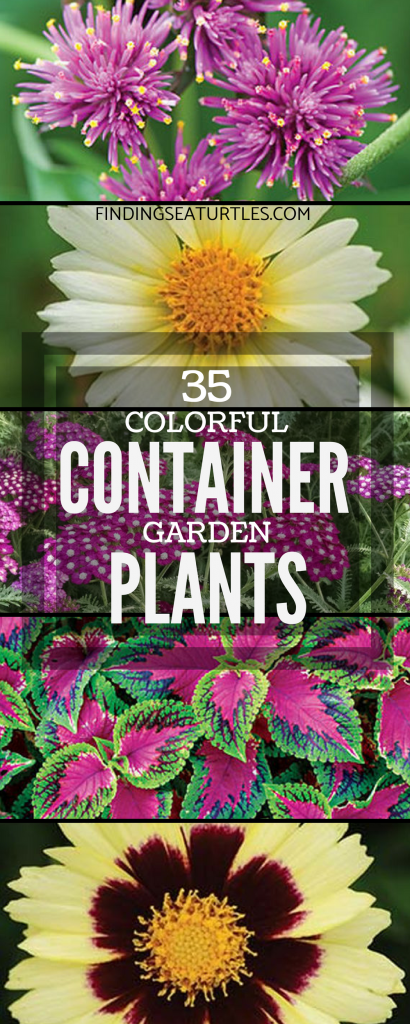 35 Cool Container Plants #DroughtResistant #ContainerPlants #Annuals #Gardening #ContainerGardening #PatioGarden #PatioPlants #Landscape #Organic #Garden #SmallSpaceGardening #Burpee