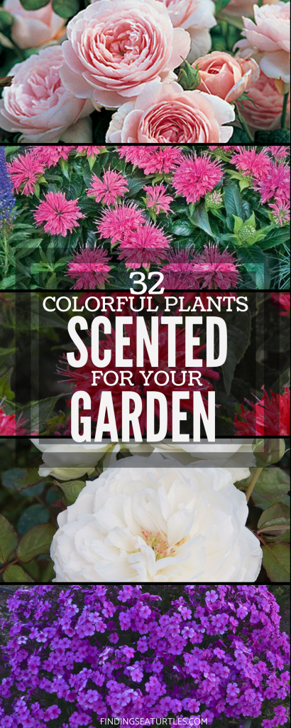 32 Pretty Fragrant Perennials #Perennials #Fragrant #FragrantPerennials #ScentedPerennials #Gardening #FragrantGarden #Landscape #Organic #Garden #Burpee #Dianthus
