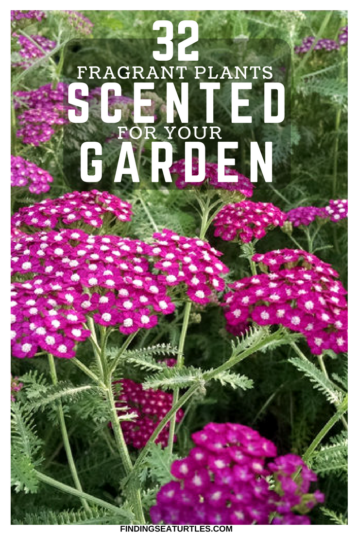 32 Most Fragrant Perennials