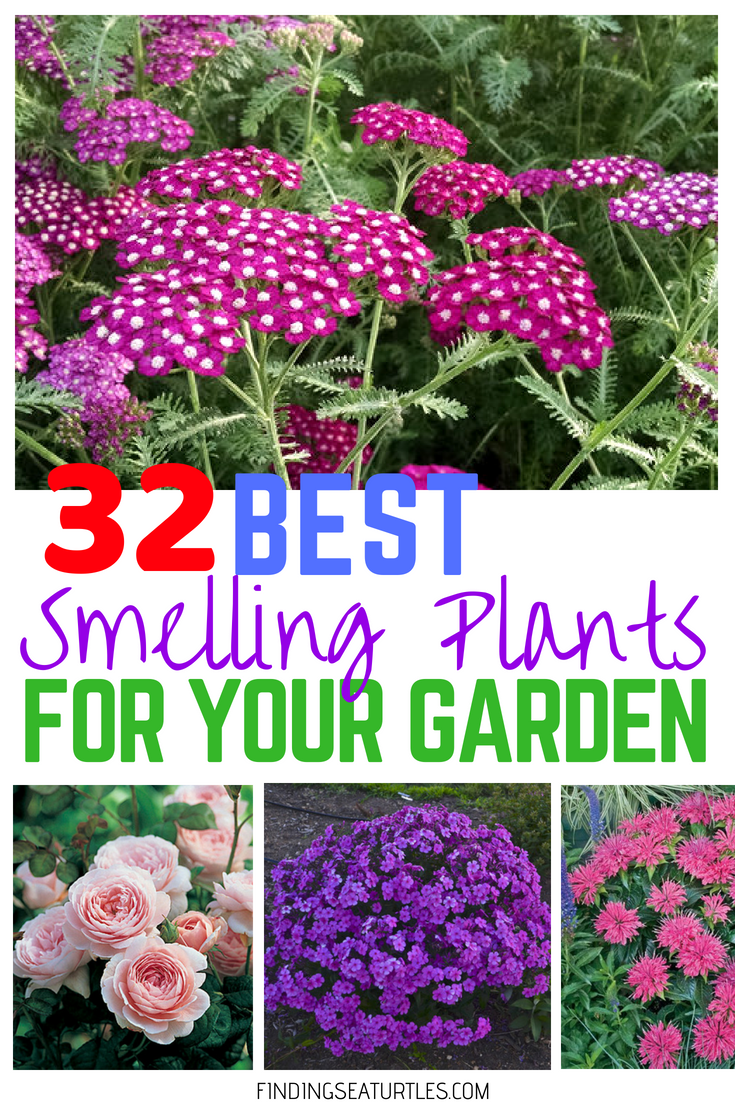 32 Most Fragrant Perennials