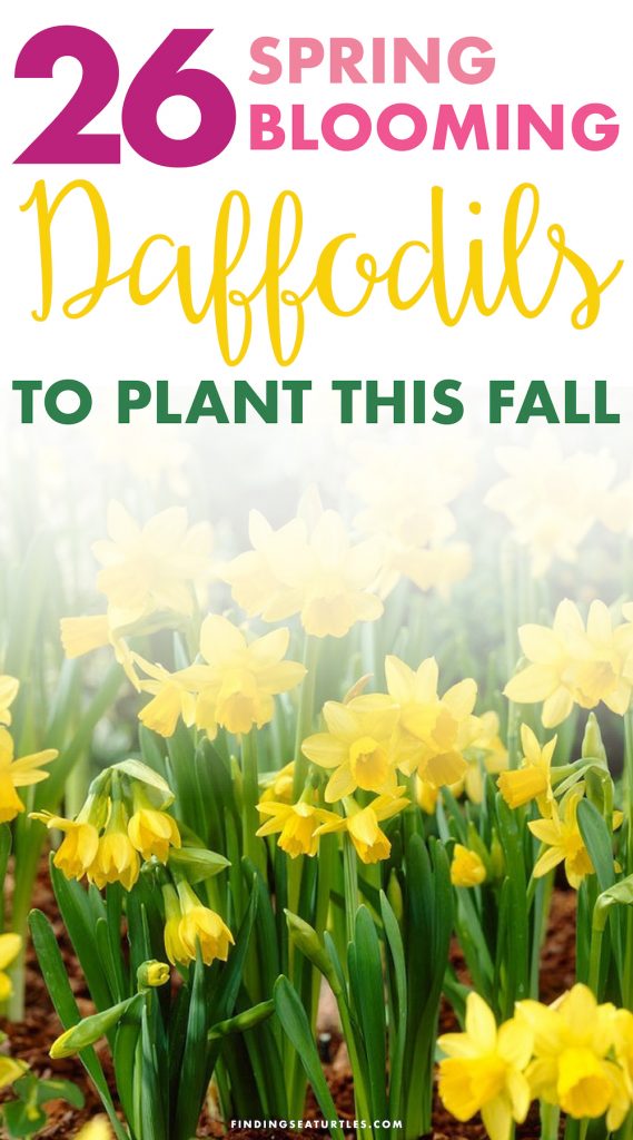 26 Spring Blooming Daffodils Narcissus Ornatus #Daffodils #FragrantDaffodils #Narcissus #Spring #SpringBulbs #BulbPlanting #FallPlanting #Gardening #Landscape #WhiteFlowerFarm #DeerResistant