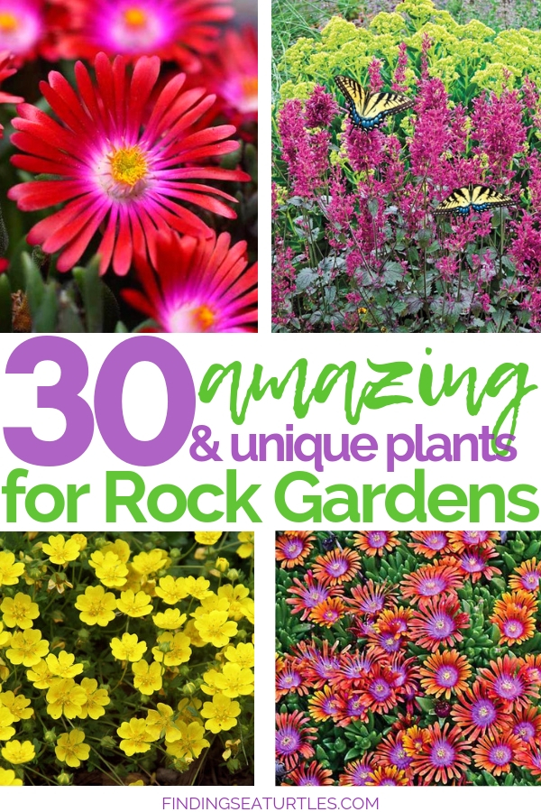 30 Rock Garden Plants That Perform Like Rock Stars #RockGarden #GroundCover #FallisForPlanting #Garden #Landscape #Organic #SpringHillNurseries
