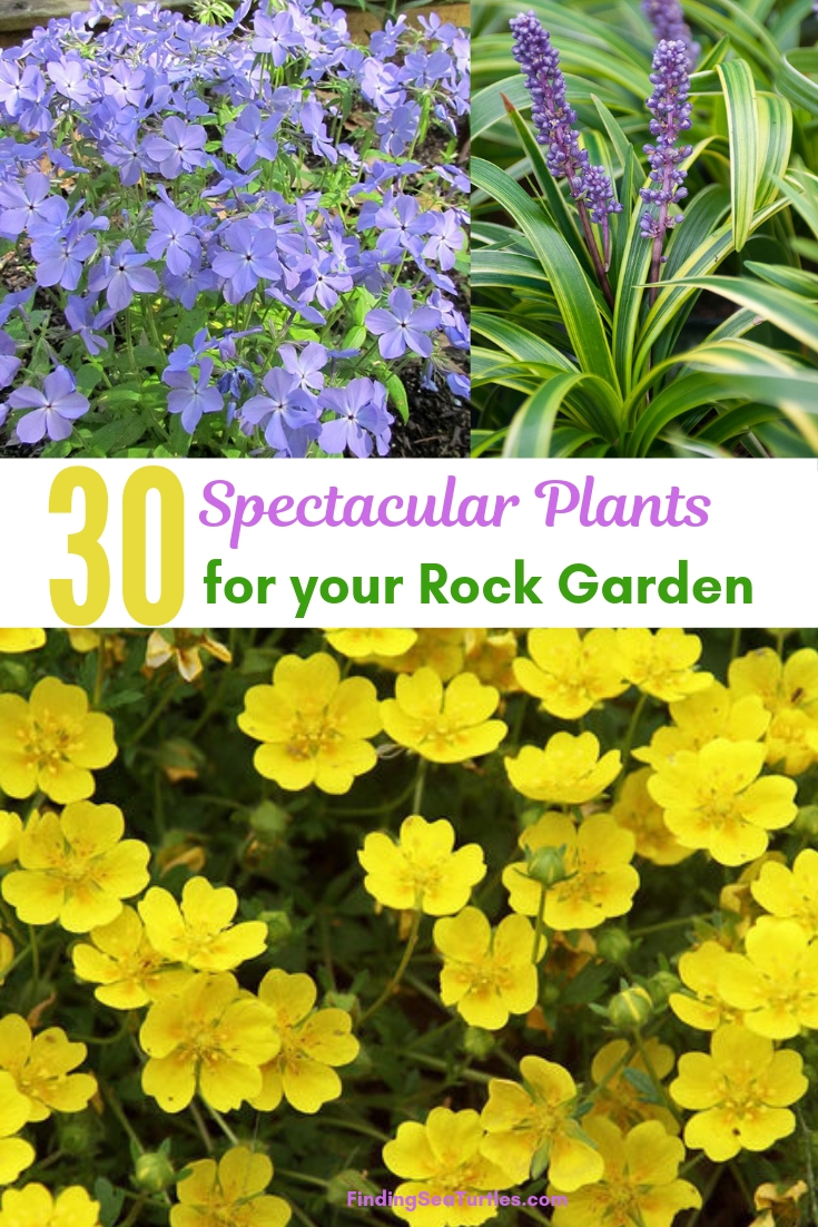 30 Spectacular Plants For Your Rock Garden #RockGarden #Garden #Gardening #Landscaping 