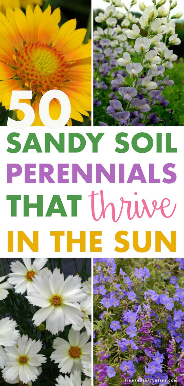 50 Sandy Soil Perennials That Like Sun