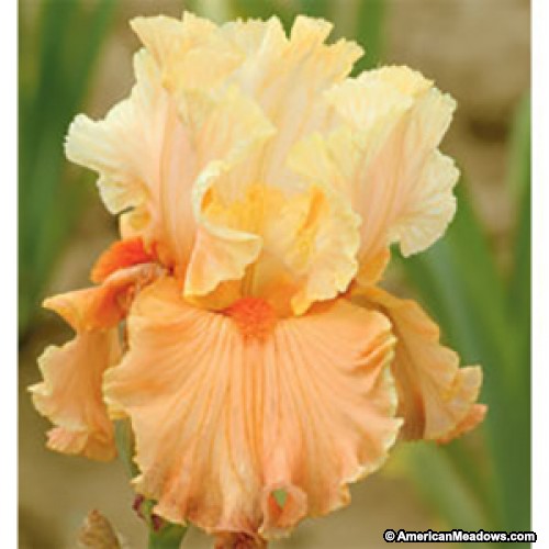 50 Sandy Soil Perennials That Like Sun Bearded Iris RareFind #BeardedIris #RareFindBeardedIris #SandySoil #SandySoilGardening #Gardening #Landscaping #SandySoilPerennials