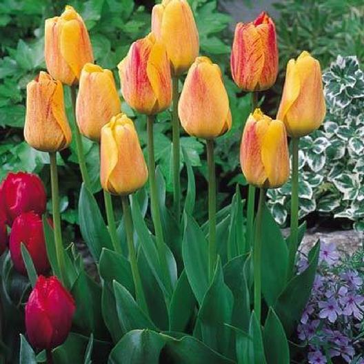 Early season Garden color Beauty of Apeldoorn #Tulip #Spring #SpringBulbs #PlantSpringBulbs #FallisForPlanting #SpringGarden #Garden 