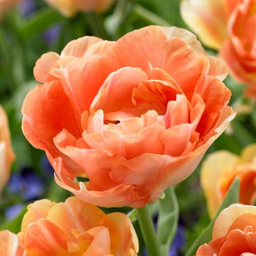 Early Season Garden Color Charming Beauty Tulip #Tulip #Spring #SpringBulbs #PlantSpringBulbs #FallisForPlanting #SpringGarden #Garden