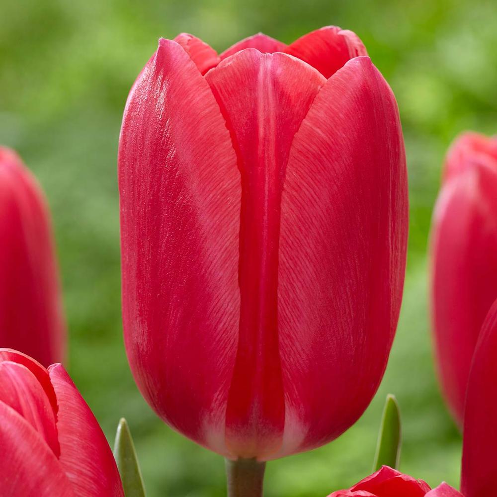 Early Season Garden Color Bastogne Tulip #Tulip #Spring #SpringBulbs #PlantSpringBulbs #FallisForPlanting #SpringGarden #Garden