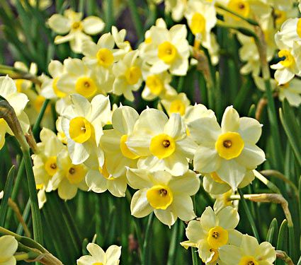 26 Spring Blooming Daffodils Narcissus Minnow #Daffodils #Narcissus #Spring #SpringBulbs #BulbPlanting #FallPlanting #Gardening #Landscape #WhiteFlowerFarm #Narcissus Minnow #FragrantDaffodils #DeerResistant