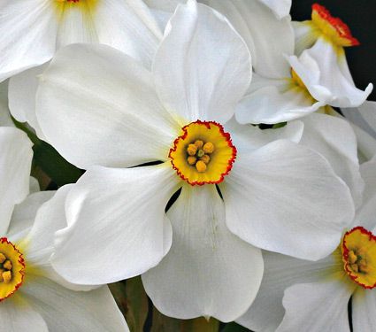 26 Spring Blooming Daffodils Narcissus Ornatus #Daffodils #FragrantDaffodils #Narcissus #Spring #SpringBulbs #BulbPlanting #FallPlanting #Gardening #Landscape #WhiteFlowerFarm #DeerResistant #NarcissusOrnatus