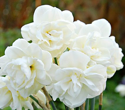 26 Spring Blooming Daffodils Narcissus Rose Of May #Daffodils #Narcissus #Spring #SpringBulbs #BulbPlanting #FallPlanting #Gardening #Landscape #WhiteFlowerFarm #NarcissusRoseofMay #DeerResistant #Fragrant #FragrantDaffodils