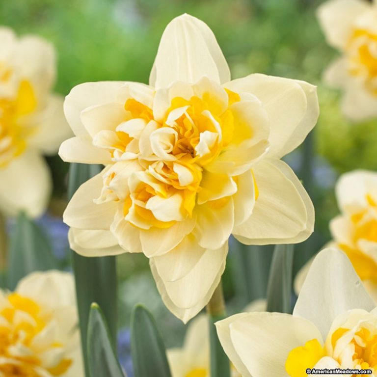 26 Spring Blooming Daffodils To Plant in the Fall