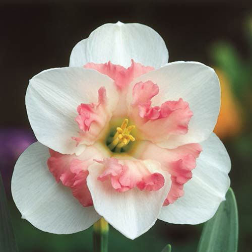 26 Spring Blooming Daffodils - Pink Wonder Daffodil #PinkWonderDaffodil #Daffodils #Narcissus #Spring #SpringBulbs #BulbPlanting #FallPlanting #Gardening #Landscape #DeerResistant #Brecks 