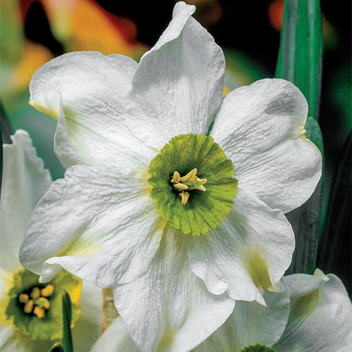 26 Spring Blooming Daffodils Sinopel Daffodil #Daffodils #Narcissus #Spring #SpringBulbs #BulbPlanting #FallPlanting #Gardening #Landscape #DeerResistant #Brecks #SinopelDaffodil #Fragrant #FragrantDaffodils 