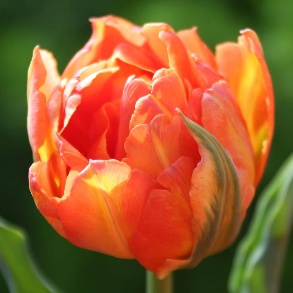 28 Spring Blooming Tulips Monte Orange Double Tulip #MonteOrangeTulip #LongfieldGardens #Tulip #Spring #SpringBulbs #PlantSpringBulbs #FallisForPlanting #WhiteFlowerFarm #SpringGarden #Garden #Landscape #Organic 