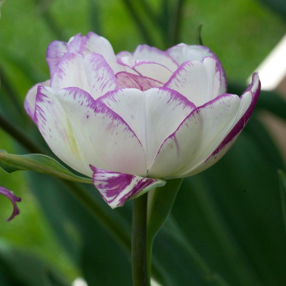 Early Season Garden Color Double Shirley Tulip #Tulip #Spring #SpringBulbs #PlantSpringBulbs #FallisForPlanting #SpringGarden #Garden 