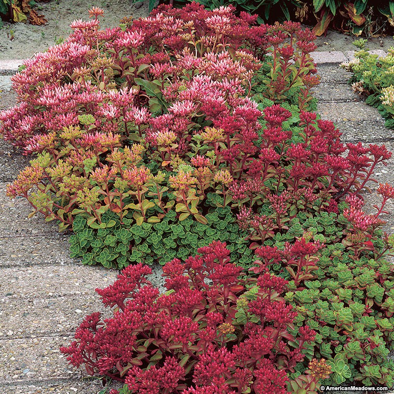 30 Rock Garden Plants That Perform Like Rock Stars Dragon's Blood Sedum #RockGardens #Sedum #DragonsBloodSedum #Stonecrop #GroundCover #AttractsButterflies #AttractsBirds #AttractsBees #BeeFriendly #DeerResistant #RabbitResistant #EasyToGrow #FootTraffic #SmallSpace #Everygreen #FallisForPlanting #Garden #Landscape #Organic #AmericanMeadows 