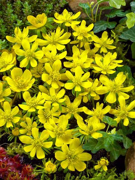 20 Sensational Spring Blooming Bulbs to Plant This Fall Eranthis Hyemalis Or Winter Aconite #Allium #Spring #SpringBulbs #PlantSpringBulbs #FallisForPlanting #SpringBlooming #SpringGarden #Garden #Landscape #Organic #BluestonePerennials #WinterAconite #DeerResistant #RabbitResistant #ContainerGardening #RockGardens #GroundCover 