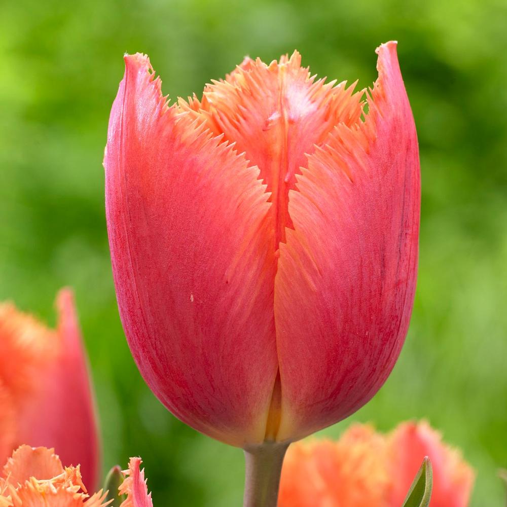 28 Spring Blooming Tulips Fringed Lambada Tulip #FringedLambadaTulip #LongfieldGardens #Tulip #Spring #SpringBulbs #PlantSpringBulbs #FallisForPlanting #WhiteFlowerFarm #SpringGarden #Garden #Landscape #Organic 