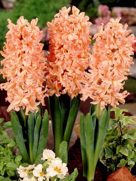 20 Sensational Spring Blooming Bulbs to Plant This Fall Hyacinth Gipsy Queen #Hyacinth #Spring #SpringBulbs #PlantSpringBulbs #FallisForPlanting #SpringBlooming #SpringGarden #Garden #Landscape #Organic #BluestonePerennials #HyacinthGypsyQueen #HyacinthAida #Fragrant #DeerResistant #RabbitResistant #ContainerGardening 