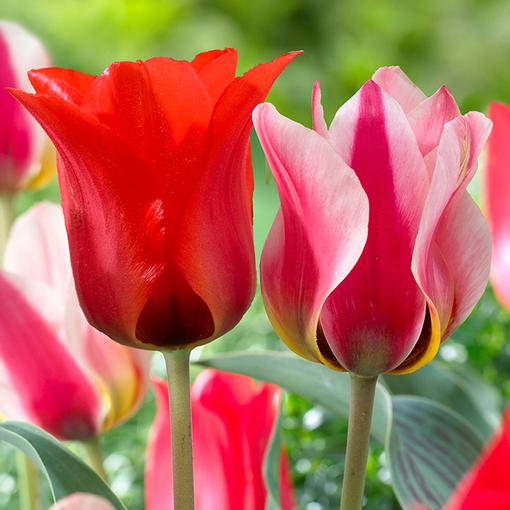 28 Spring Blooming Tulips Mary Ann Tulip Red Emperor Tulip #MaryAnnTulip #RedEmperorTulip #LongfieldGardens #Tulip #Spring #SpringBulbs #PlantSpringBulbs #FallisForPlanting #WhiteFlowerFarm #SpringGarden #Garden #Landscape #Organic 