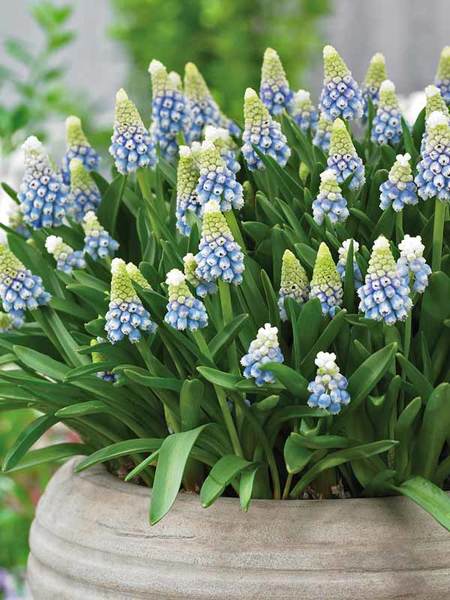 20 Sensational Spring Blooming Bulbs to Plant This Fall Muscari Mountain Lady #Muscari #Spring #SpringBulbs #PlantSpringBulbs #FallisForPlanting #SpringBlooming #SpringGarden #Garden #Landscape #Organic #BluestonePerennials #MuscariMountainLady #GrapeHyacinth #DeerResistant #AttractsButterflies #ContainerGardening 