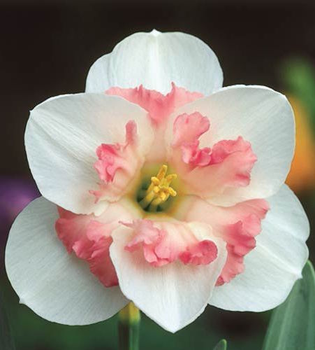 26 Spring Blooming Daffodils To Plant in the Fall