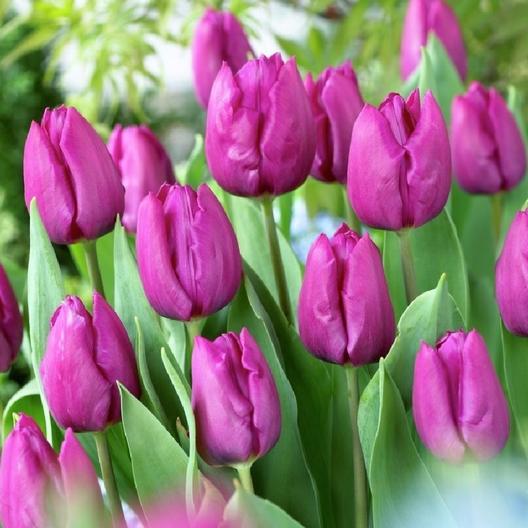 Early Season Garden Color - Purple Prince Tulip #Tulip #Spring #SpringBulbs #PlantSpringBulbs #FallisForPlanting #SpringGarden #Garden 