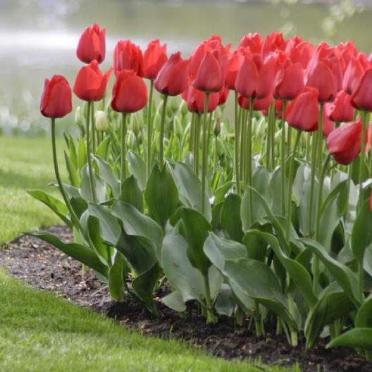 Early Season Garden Color Red Impression Tulip #Tulip #Spring #SpringBulbs #PlantSpringBulbs #FallisForPlanting #SpringGarden #Garden