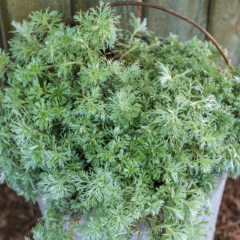 30 Rock Garden Plants That Perform Like Rock Stars Silver Mound #RockGardens #SilverMound #Artemisia #GroundCover #FallisForPlanting #Garden #Landscape #Organic #SpringHillNurseries #RockGarden