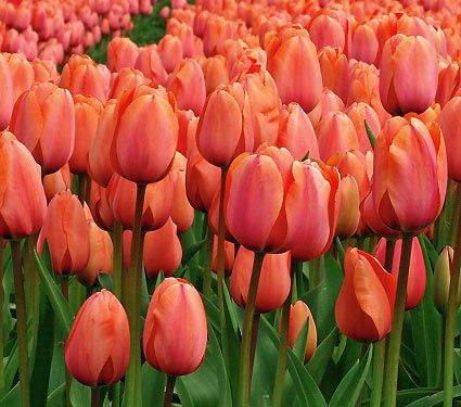 5 Red Yellow Orange Tulip Bulbs "Volcano Peonies" Spring Flower Bloom Fall 51-5 