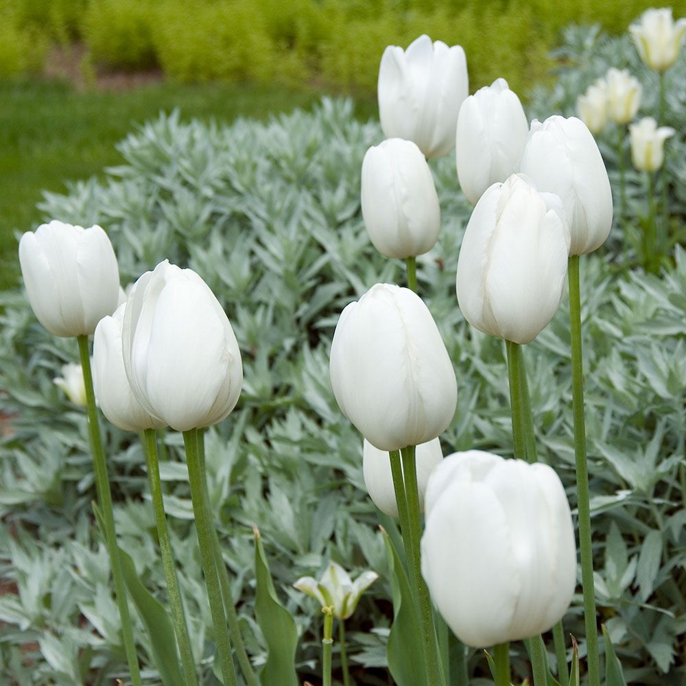 28 Spring Blooming Tulips Maureen Tulip #Tulips #Spring #SpringBulbs #BulbPlanting #FallPlanting #Gardening #FallisForPlanting 