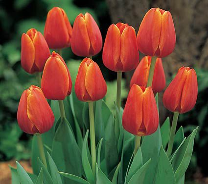 5 Red Yellow Orange Tulip Bulbs "Volcano Peonies" Spring Flower Bloom Fall 51-5 