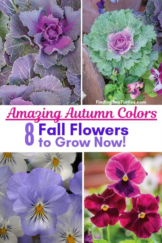 8 Fantastic Fall Annuals to Plant this Fall