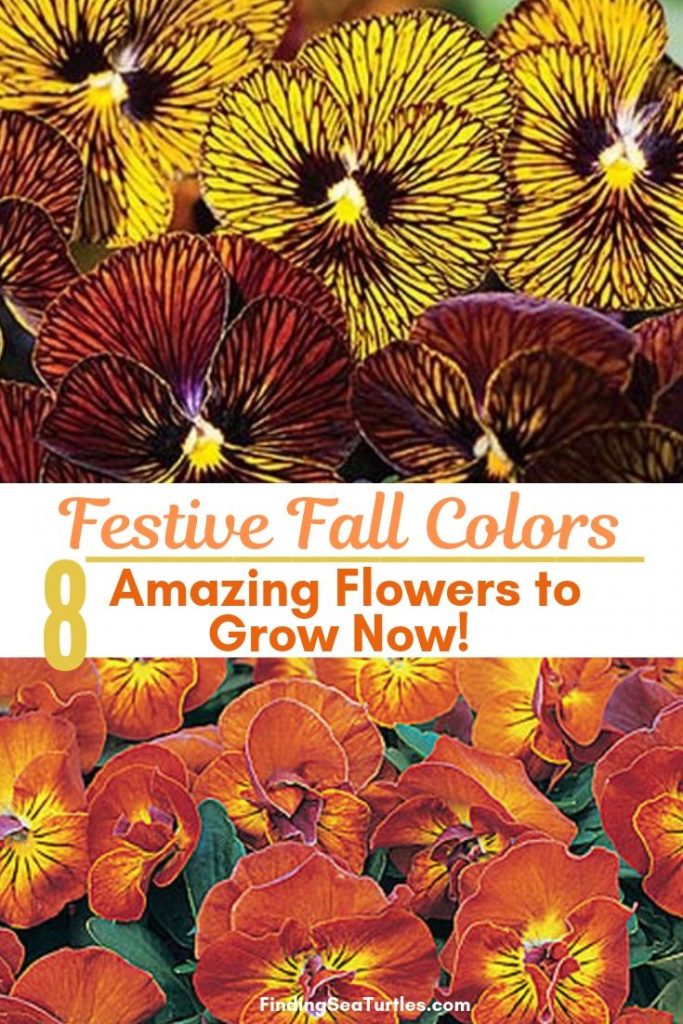 8 Fantastic Fall Annuals to Plant this Fall