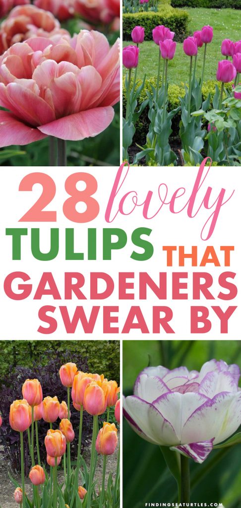 28 Spring Blooming Tulips #Tulips #Spring #SpringBulbs #BulbPlanting #FallPlanting #Gardening #Landscape #FallisForPlanting #WhiteFlowerFarm