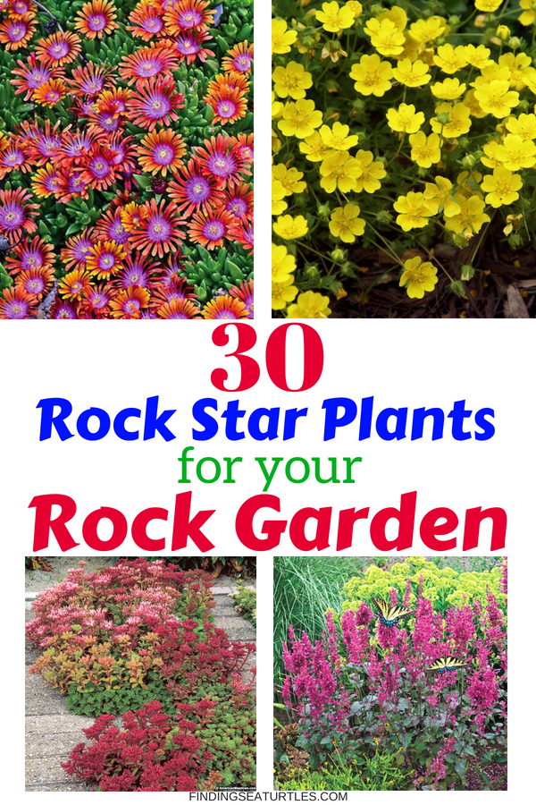 30 Rock Garden Plants That Perform Like Rock Stars #RockGarden #GroundCover #FallisForPlanting #Garden #Landscape #Organic #SpringHillNurseries 