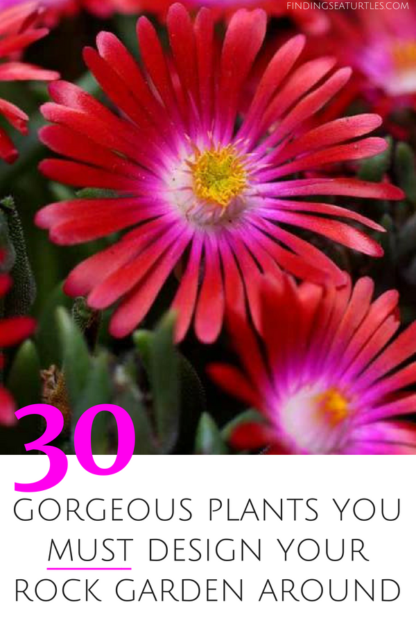 30 Plants you MUST Design your Rock Garden Around #RockGarden #GroundCover #FallisForPlanting #Garden #Landscape #Organic #SpringHillNurseries