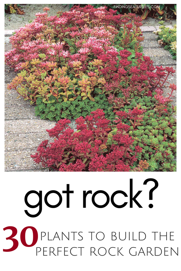 Got Rock? 30 Gorgeous Plants to build a Rock Garden #RockGarden #FallisForPlanting #Garden #Landscape #Organic #SpringHillNurseries