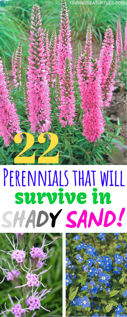 22 Sandy Soil Perennials For Shade #Perennials #ShadeLoving #ShadeLover #SandySoil #SandySoilPerennials #DroughtResistant #DroughtTolerant #Gardening #Landscape #BluestonePerennials #DeerResistant #HumidityTolerant