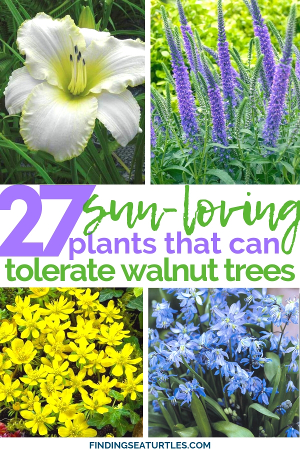 27 Sun Loving Plants that Tolerate Black Walnut Trees #juglone #walnutsafe #sungarden #gardeningtips