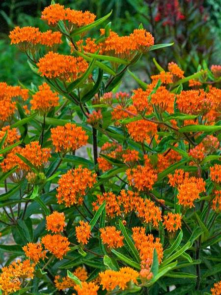How to Create a Wildlife Sanctuary With Native Plants Asclepias Tuberosa Or Milkweed #Asclepias #Milkweed #AsclepiasVerticillata #NativePlants #AttractsBirds #AttractsButterflies #AttractsHummingbirds #AttractsMonarchButterflies #DeerResistant #Gardening #Garden #Landscape #SunLoving #SummerBlooming #Wildlife #WildlifeSanctuary #BeneficialPollinators #NativePlants 