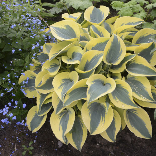 Ultimate Resource Guide to Gardening with Toxic Black Walnut Trees Autumn Frost Shadowland Hosta #Hosta #AutumnFrostHosta #ShadowlandHosta #Gardening #BlackWalnutTrees #JugloneTolerant