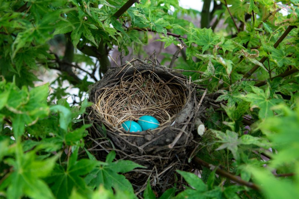 10 Blissful Birdhouses To Attract Birds That Serenade Bird Nest Photo By Landon Martin #Birdhouses #Birds #AttractsBirds #Garden #HomesForBirds #NestWatch