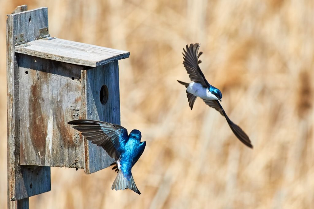 10 Blissful Birdhouses To Attract Birds That Serenade Birdhouse Photo Jongsun Lee #Birdhouses #AttractBirds #Birds #Garden #Songbirds